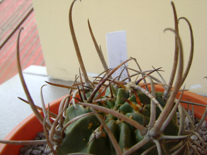 Lobivia ferox (Echinopsis)