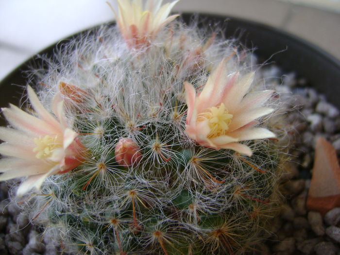 Mammillaria bocasana - Cactusi 2016