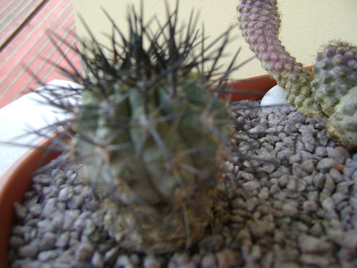 Copiapoa calderana