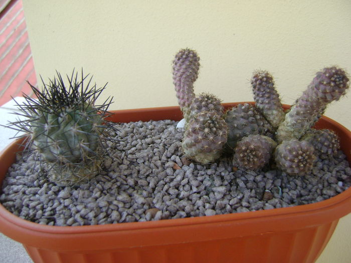Copiapoa calderana & Copiapoa humilis