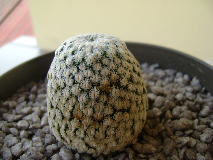 Mammillaria sanchez-mejoradae - Cactusi 2016