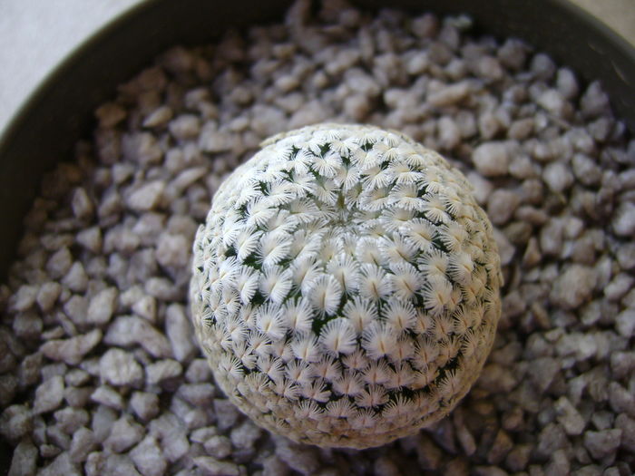 Mammillaria sanchez-mejoradae