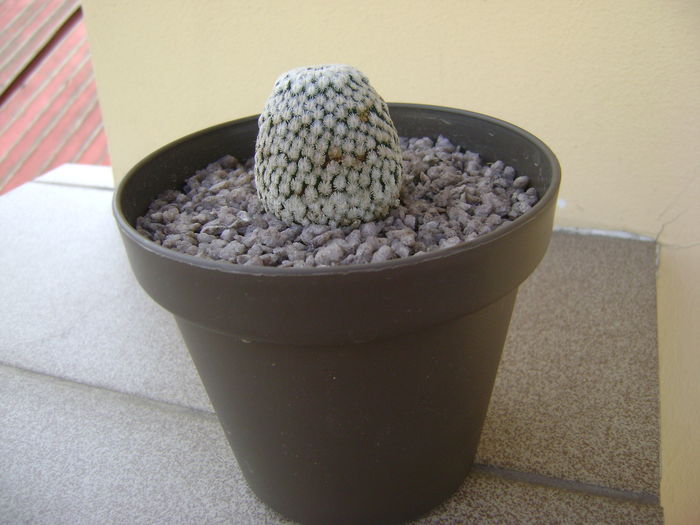 Mammillaria sanchez-mejoradae