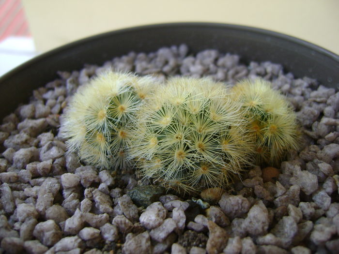 Mammillaria carmenae