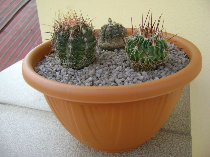 Grup de 3 cactusi; Thelocactus bicolor ssp. pottsii
Echinofossulocactus multicostatus
Gymnocalycium ragonesei
 Grup de 3 cactusi; Thelocactus bicolor ssp. pottsii
Echinofossulocactus multicostatus
Gymnocalycium ragonesei
