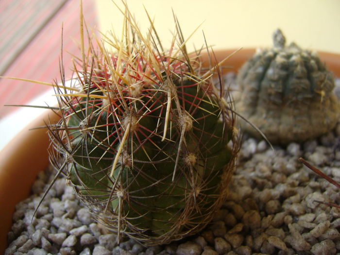 Thelocactus bicolor ssp. pottsii