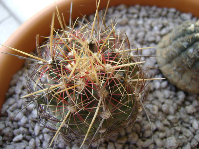 Thelocactus bicolor ssp. pottsii Thelocactus bicolor ssp. pottsii