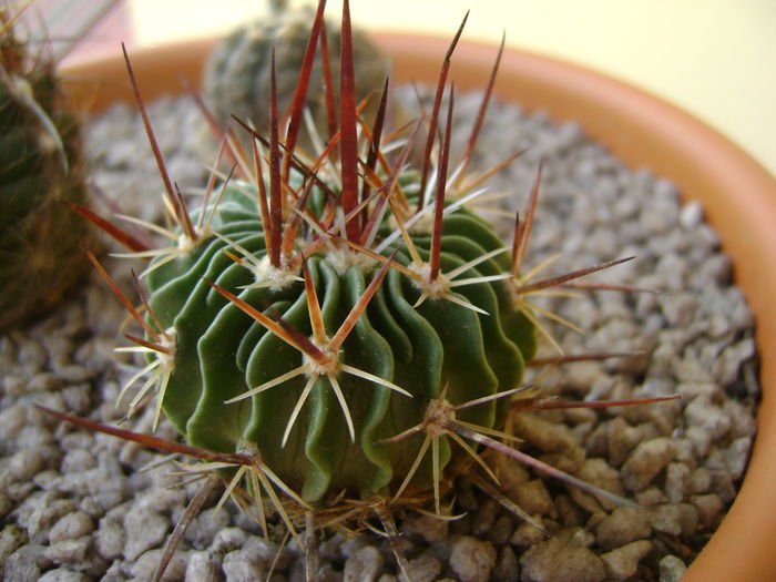 Echinofossulocactus multicostatus(Stenocactus multicostatus) Echinofossulocactus multicostatus(Stenocactus multicostatus)