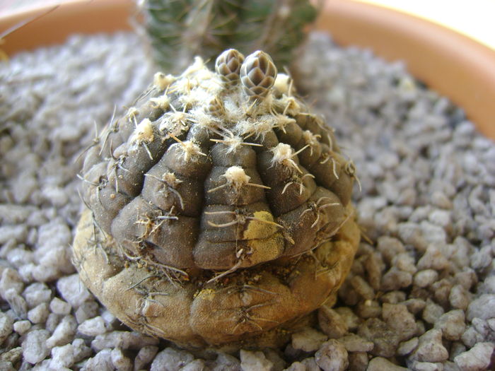 Gymnocalycium ragonesei Gymnocalycium ragonesei