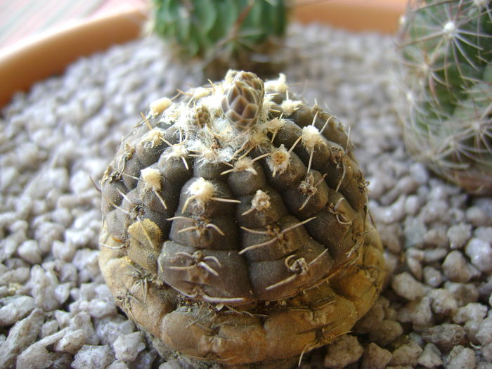 Gymnocalycium ragonesei Gymnocalycium ragonesei