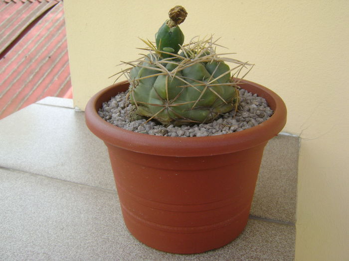 Gymnocalycium monvillei Gymnocalycium monvillei