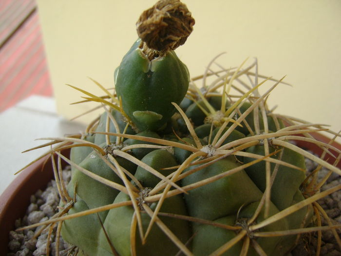 Gymnocalycium monvillei Gymnocalycium monvillei
