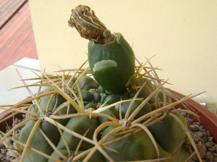 Gymnocalycium monvillei