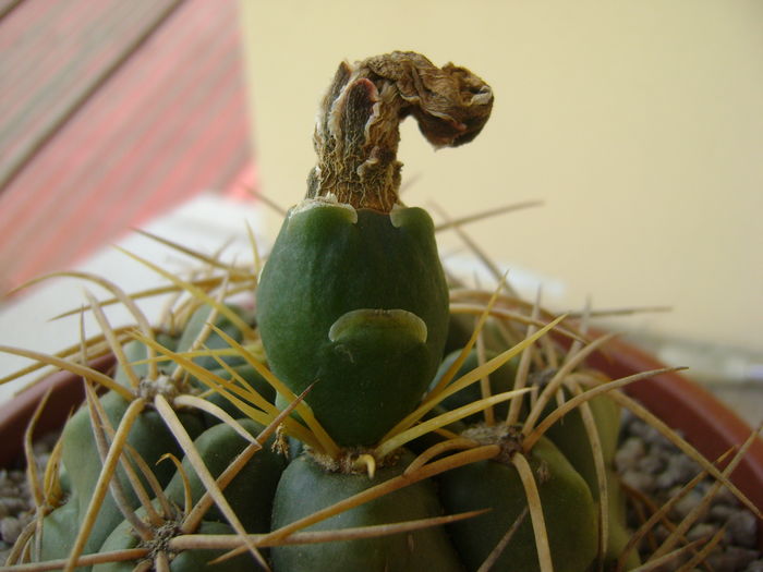 Gymnocalycium monvillei