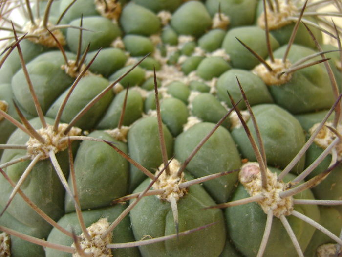 Gymnocalycium saglionis; 11 ani
