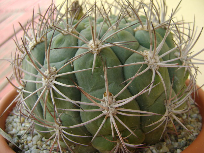 Gymnocalycium saglionis; 11 ani
