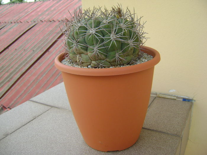 Gymnocalycium saglionis; 11 ani

