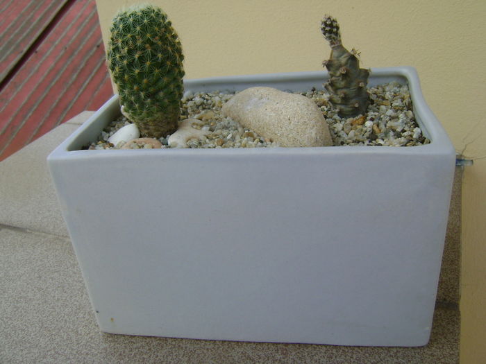 Mammillaria schiedeana ssp. giselae & Tephrocactus articulatus - Cactusi 2016