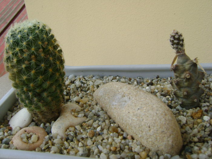 Mammillaria schiedeana ssp. giselae & Tephrocactus articulatus