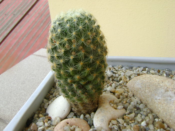 Mammillaria schiedeana ssp. giselae