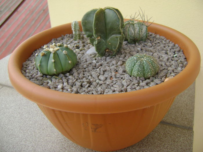 Grup de 5 Astrophytum; Astrophytum myriostigma nudum, asterias, asterias hb, capricorne, astrophytum myriostigma cv. Hubuki, un cultivar.
