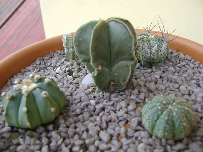 Grup de 5 Astrophytum; Astrophytum myriostigma nudum, asterias, asterias hb, capricorne, astrophytum myriostigma cv. Hubuki, un cultivar.
