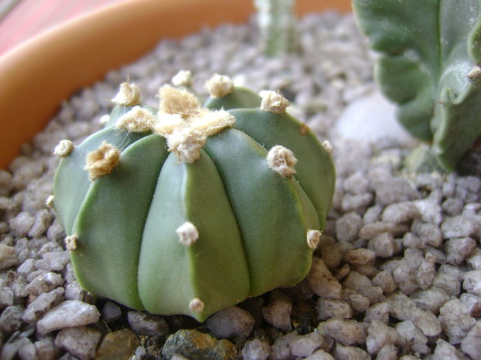 Astrophytum asterias Astrophytum asterias