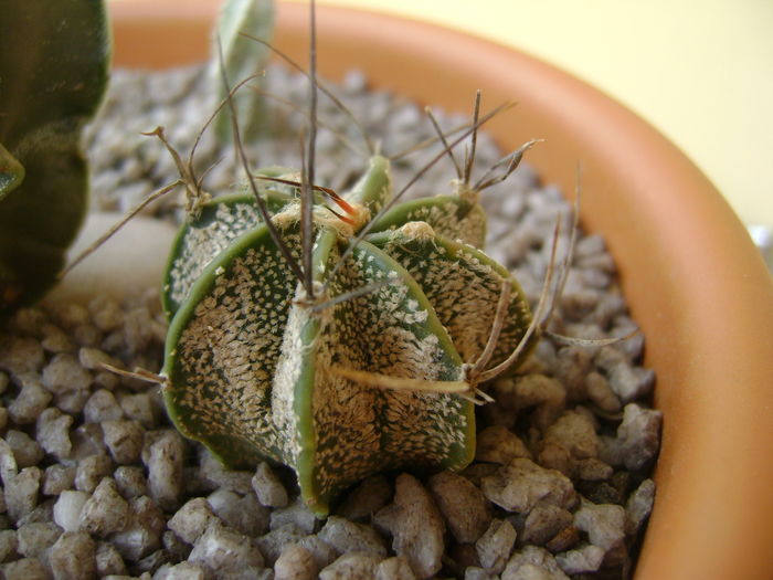 Astrophytum capricorne Astrophytum capricorne