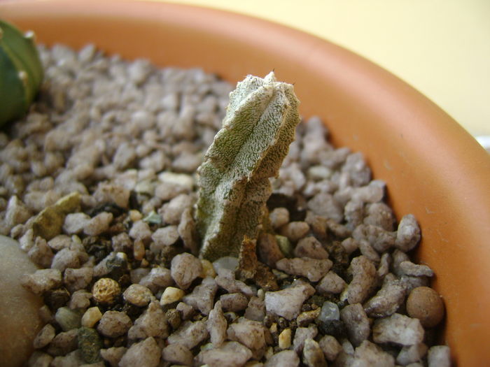 Astrophytum myriostigma cv. Hubuki Astrophytum myriostigma cv. Hubuki