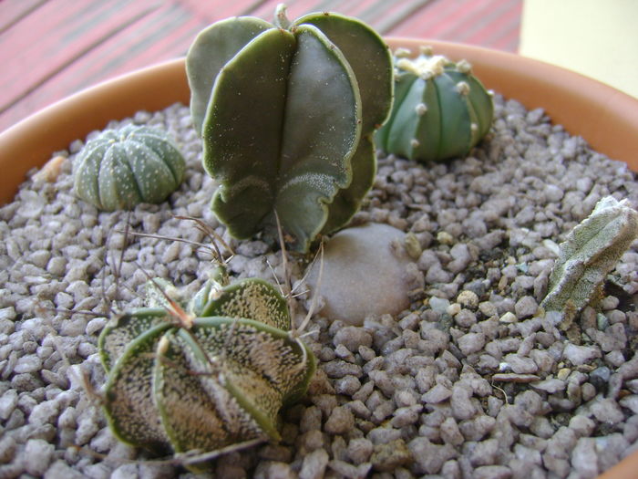 Grup de 5 Astrophytum; Astrophytum myriostigma nudum, asterias, asterias hb, capricorne, astrophytum myriostigma cv. Hubuki, un cultivar

