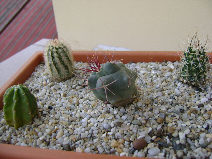 Grup de 6 cactusi; Echinocereus reichenbachii
Echinocereus viereckii
Thelocactus hexaedrophorus
Echinocereus fendleri v. rectispinus 
Mammillaria perezdelarosa
Escobaria nelliae
 Grup de 6 cactusi; Echinocereus reichenbachii
Echinocereus viereckii
Thelocactus hexaedrophorus
Echinocereus fendleri v. rectispinus 
Mammillaria perezdelarosa
Escobaria nelliae