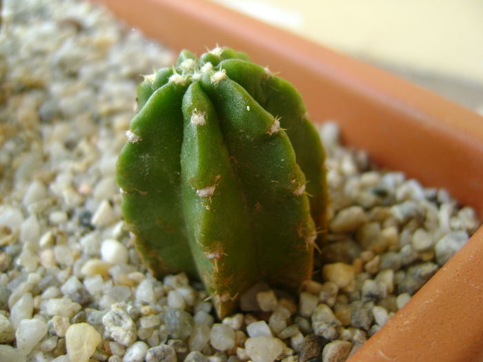 Echinocereus viereckii v. morricalii Echinocereus viereckii v. morricalii