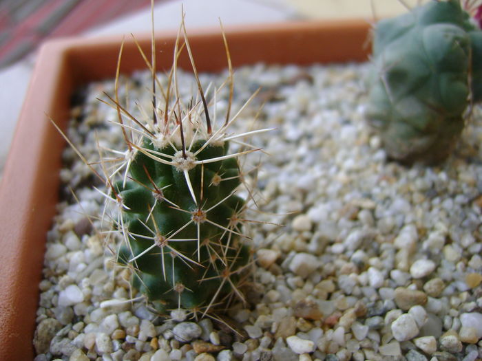 Echinocereus fendleri v. rectispinus Echinocereus fendleri v. rectispinus