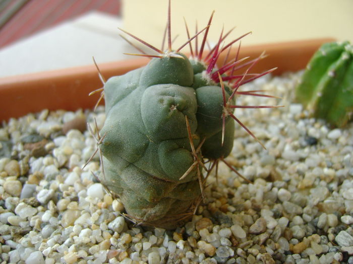 Thelocactus hexaedrophorus Thelocactus hexaedrophorus