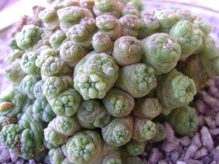 Mammillaria bocasana cv. Fred Mammillaria bocasana cv. Fred