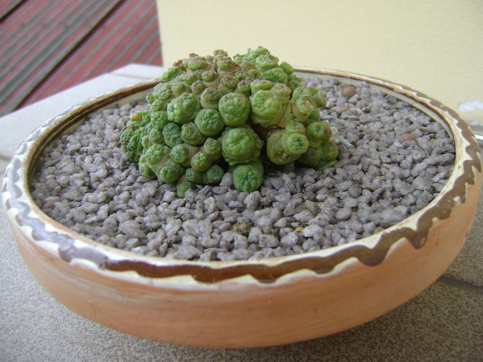 Mammillaria bocasana cv. Fred Mammillaria bocasana cv. Fred