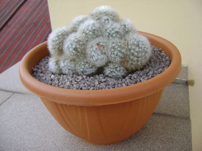 Mammillaria laui v. dasyacantha Mammillaria laui v. dasyacantha