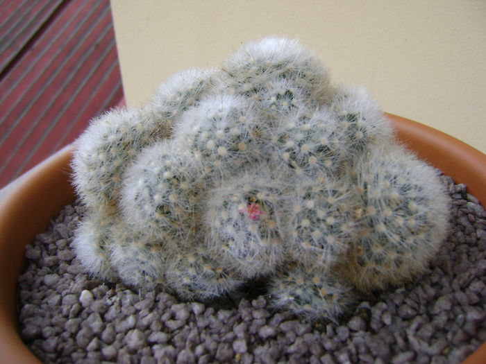 Mammillaria laui v. dasyacantha Mammillaria laui v. dasyacantha