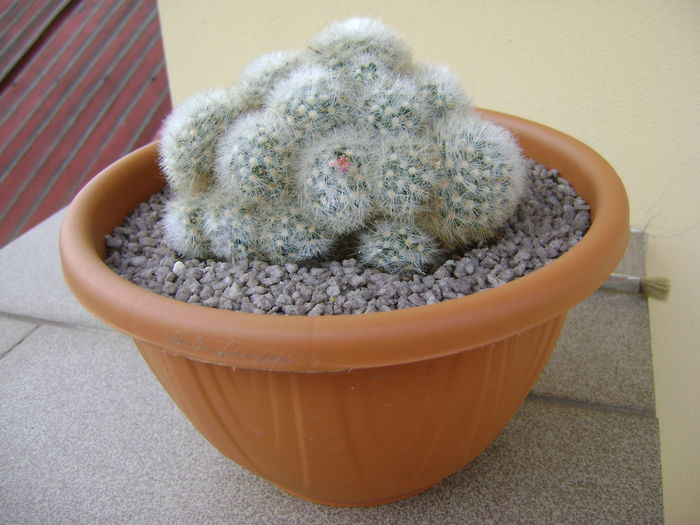 Mammillaria laui v. dasyacantha - Cactusi 2016