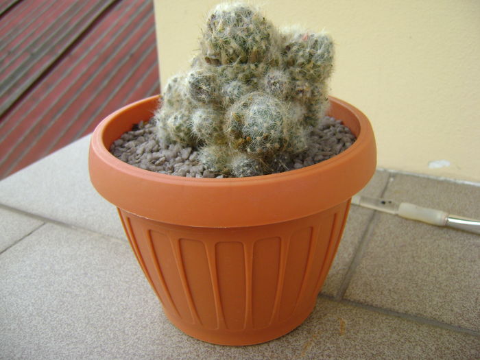 Mammillaria prolifera arachnoidea Mammillaria prolifera arachnoidea
