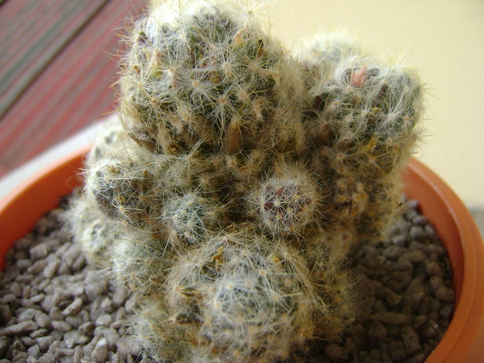 Mammillaria prolifera arachnoidea Mammillaria prolifera arachnoidea