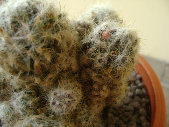 Mammillaria prolifera arachnoidea Mammillaria prolifera arachnoidea