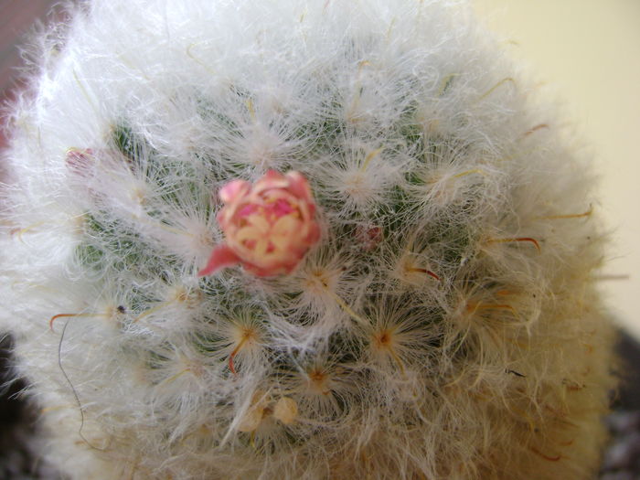 Mammillaria bocasana multilanata Mammillaria bocasana multilanata