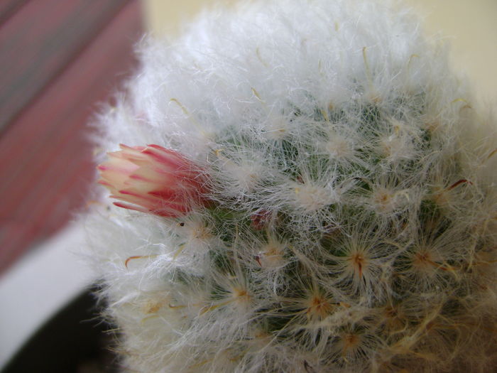 Mammillaria bocasana multilanata Mammillaria bocasana multilanata