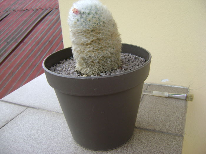 Mammillaria bocasana multilanata Mammillaria bocasana multilanata