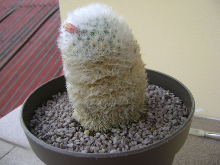 Mammillaria bocasana multilanata Mammillaria bocasana multilanata