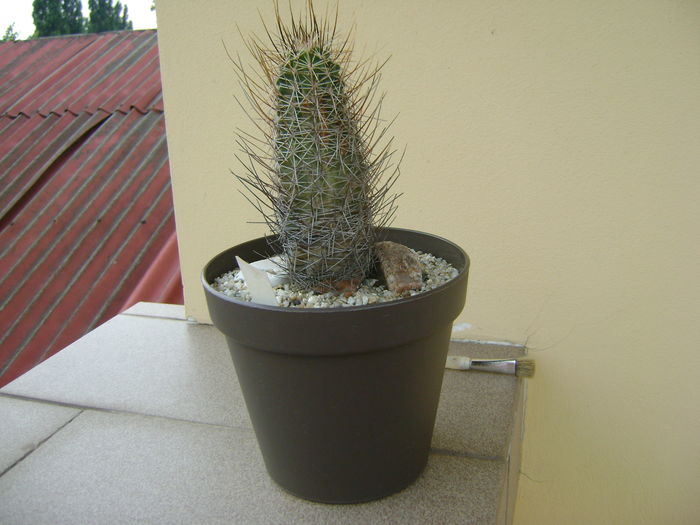Echinocereus fendleri v. kuenzleri; 12 ani
 Echinocereus fendleri v. kuenzleri; 12 ani