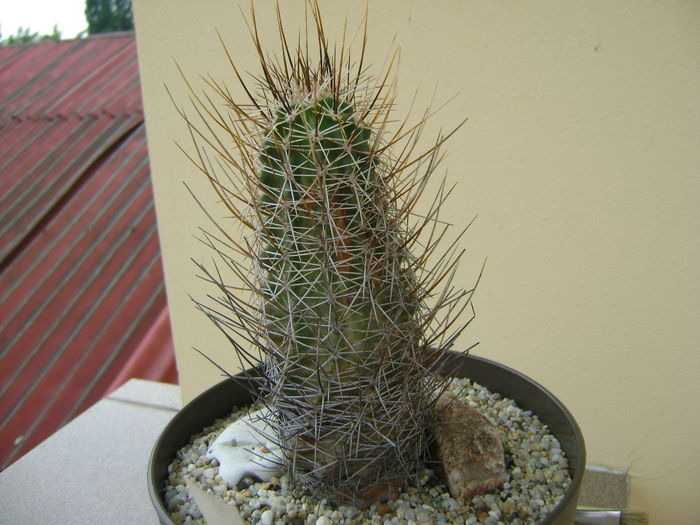 Echinocereus fendleri v. kuenzleri; 12 ani
 Echinocereus fendleri v. kuenzleri; 12 ani