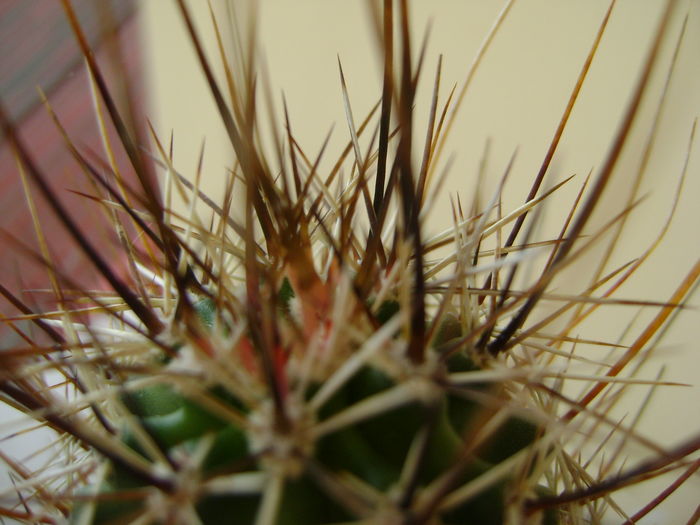 Echinocereus fendleri; 12 ani
 Echinocereus fendleri; 12 ani