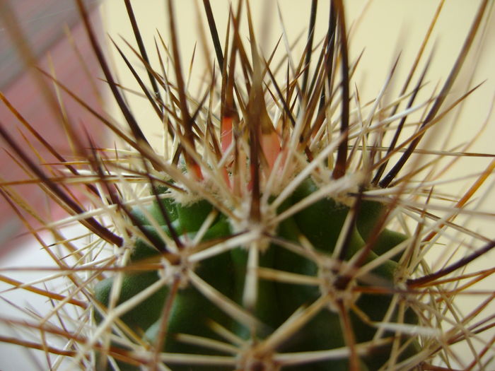 Echinocereus fendleri; 12 ani
 Echinocereus fendleri; 12 ani